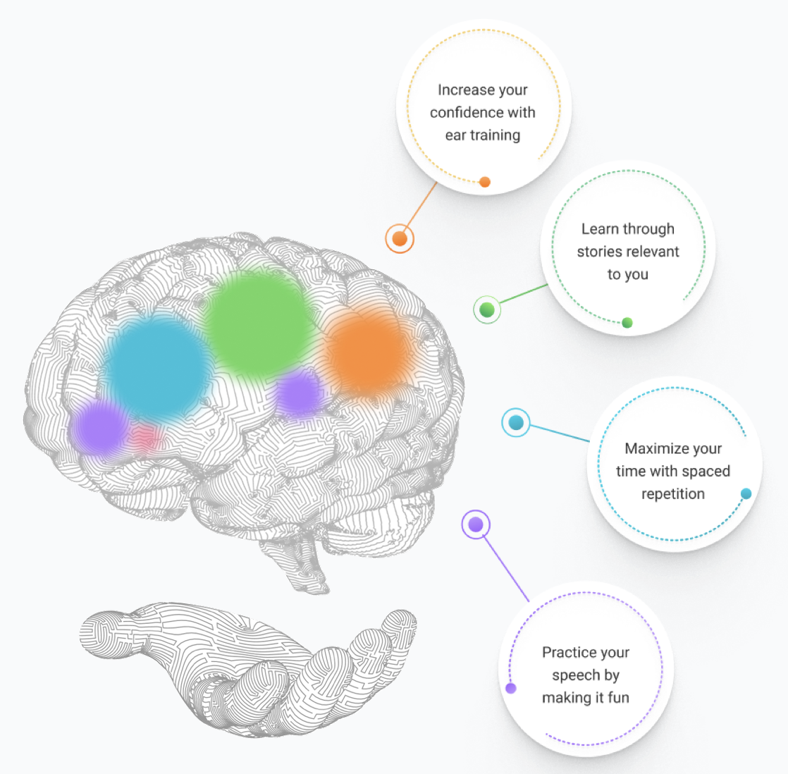 Brain illustration with learning concepts